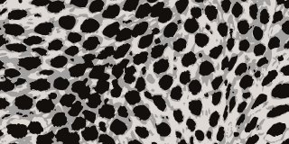 ‎ANIMALS - CREATING SURFACE DESIGNS - INDIVIDUAL DOWNLOADABLE FILES FROM ARKIVIA STYLE BOOKS...